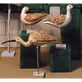 Bécasse Modèle