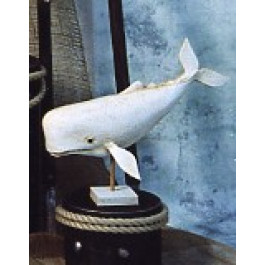 Baleine Cachalot