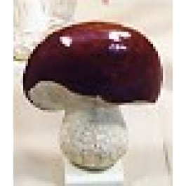 Champignon Bolet