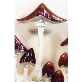 Champignon Lepiote
