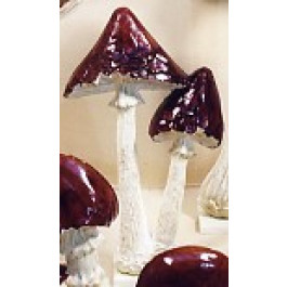 Champignon Lepiote