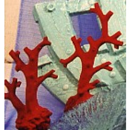 Corail Branche Deux Modèles
