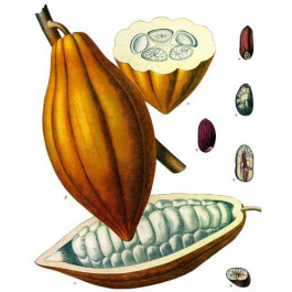 Cacao