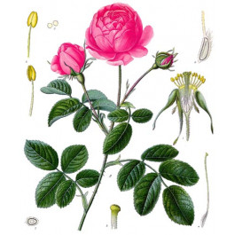 Extrait naturel de Rose de Grasse