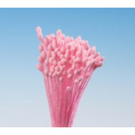 Pistils (Etamines) | Petit Epi ROSE SAUMON