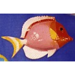 Poisson Japonicus