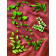 Assortiment de Feuillage 