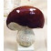 Champignon Bolet