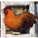 Coq