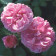 Extrait naturel de Rose de Grasse