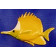 Poisson Chetodon Bec