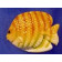 Poisson Papillon