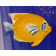 Poisson Ange