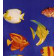 8 Poissons Exotiques