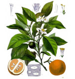Extrait naturel de Fleurs d’Oranger ou Néroli