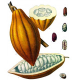 Cacao