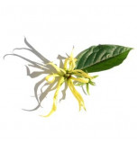 Extrait naturel d'Ylang Ylang