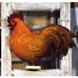 Coq
