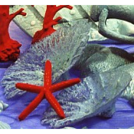 Eponge Evasée Petit et Grand Modèle