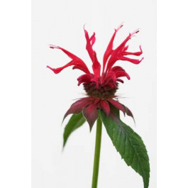 Monarde