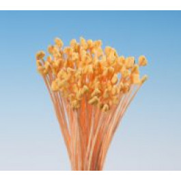 Pistils (Etamines) | Tête d’Epingle ORANGE CORAIL