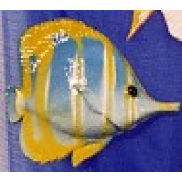 Poisson Chelmon Voile