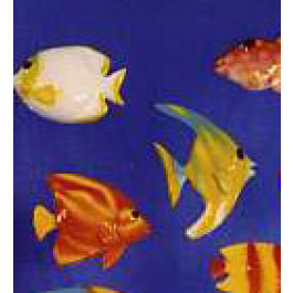 8 Poissons Exotiques