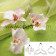 Orchidée Papillon Phalaenopsis