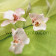 Orchidée Mouche Phalaenopsis