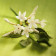 DECOUPOIRS FLEURS | Stephanotis