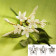 DECOUPOIRS FLEURS | Stephanotis