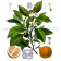 Extrait Naturel d'Orange - 30g