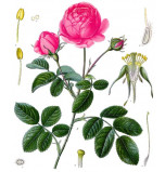 Extrait naturel de Rose de Grasse