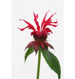 Monarde