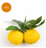 Natural Extract, Yuzu