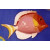 Q - Japonica Fish, 29 x 18 cm