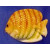 K - Butterfly Fish, 31 x 21 cm